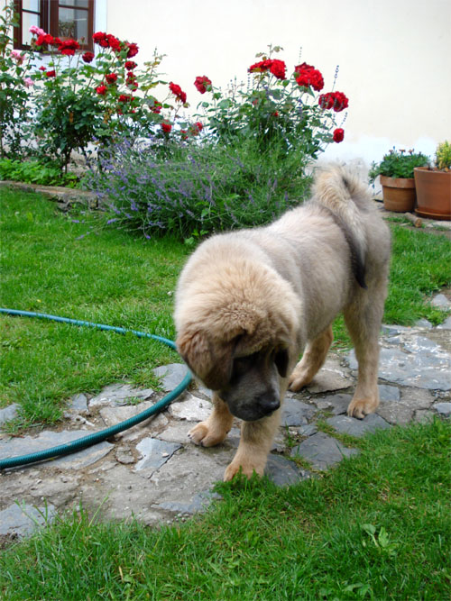 Matysek Cerven 2009 2.jpg